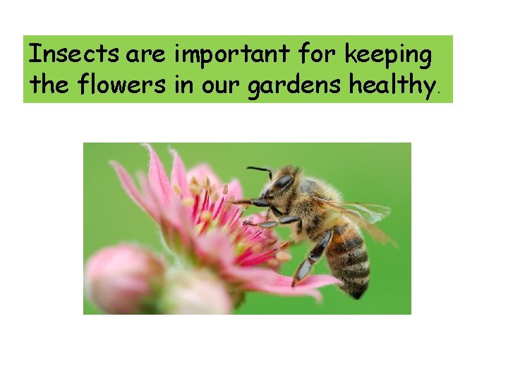 Insects are important for keeping the flowers in our gardens healthy. 