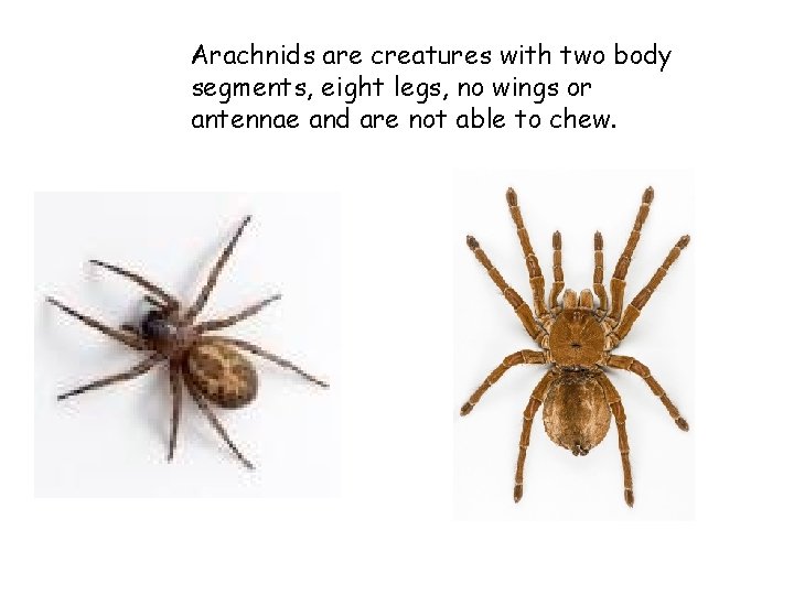 Arachnids are creatures with two body segments, eight legs, no wings or antennae and