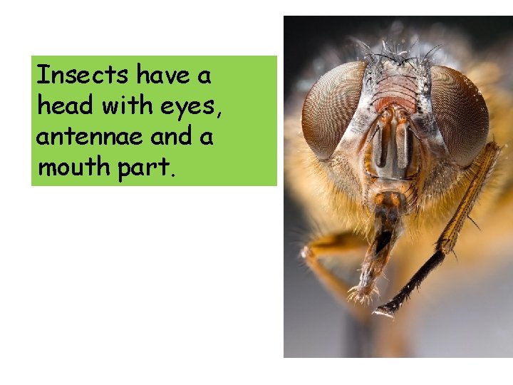 Insects have a head with eyes, antennae and a mouth part. 