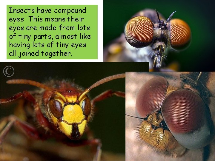 Insects have compound eyes This means their eyes are made from lots of tiny