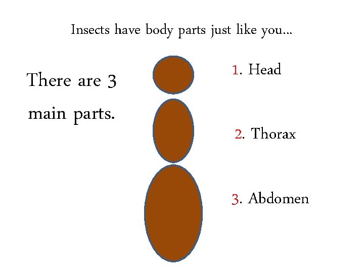 Insects have body parts just like you. . . There are 3 main parts.