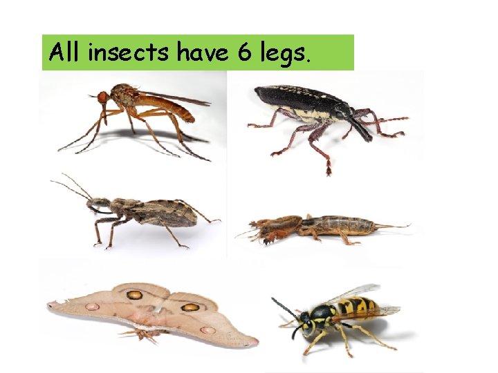 All insects have 6 legs. 