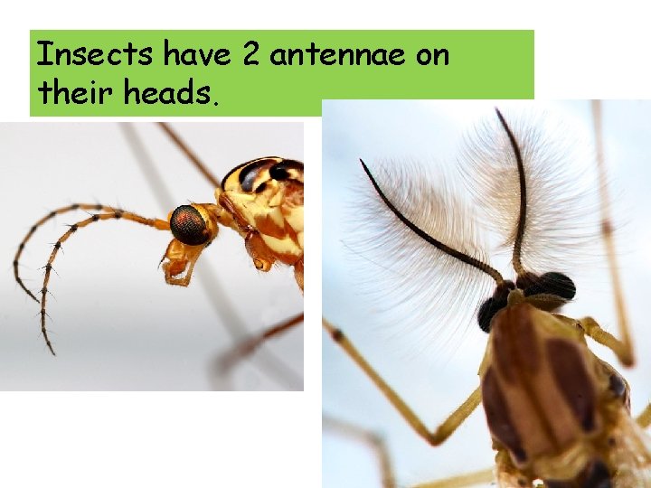 Insects have 2 antennae on their heads. 