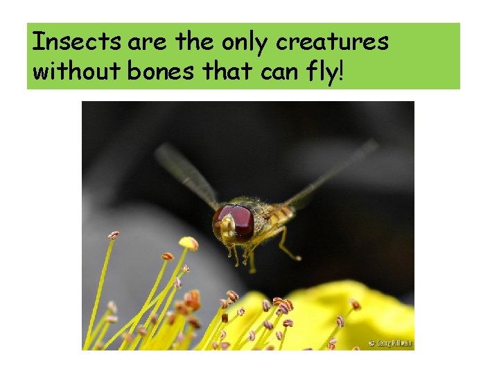 Insects are the only creatures without bones that can fly! 