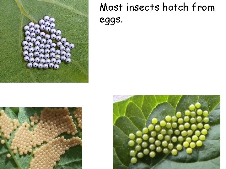 Most insects hatch from eggs. 