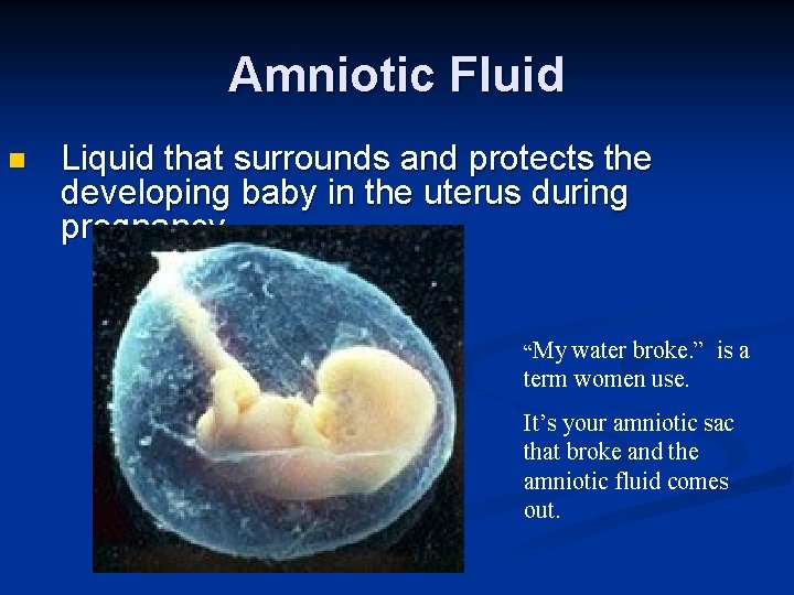 Amniotic Fluid n Liquid that surrounds and protects the developing baby in the uterus