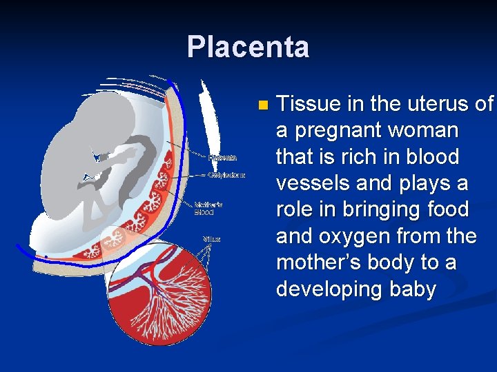 Placenta n Tissue in the uterus of a pregnant woman that is rich in