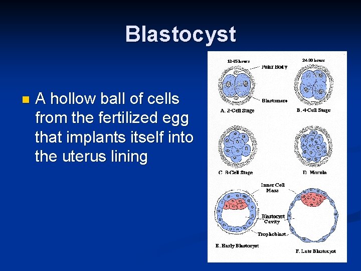 Blastocyst n A hollow ball of cells from the fertilized egg that implants itself