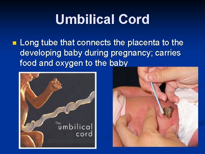 Umbilical Cord n Long tube that connects the placenta to the developing baby during