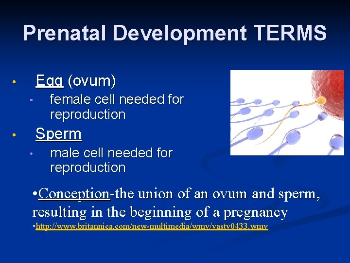 Prenatal Development TERMS Egg (ovum) • • female cell needed for reproduction Sperm •