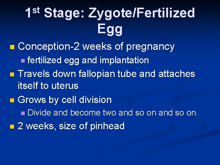 st 1 n Stage: Zygote/Fertilized Egg Conception-2 weeks of pregnancy n fertilized egg and
