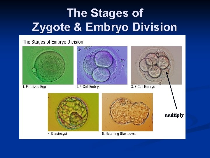 The Stages of Zygote & Embryo Division multiply 