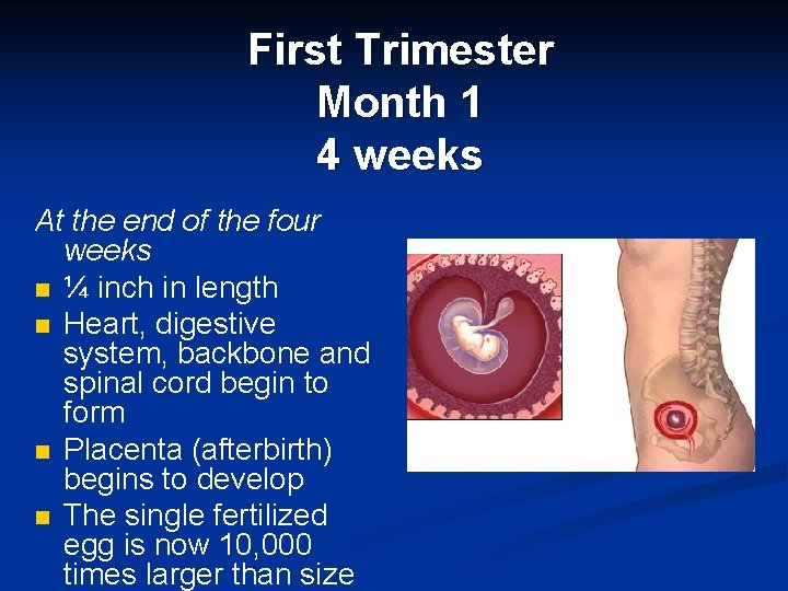 First Trimester Month 1 4 weeks At the end of the four weeks n