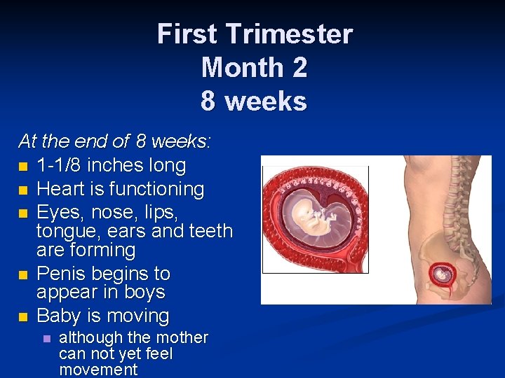 First Trimester Month 2 8 weeks At the end of 8 weeks: n 1