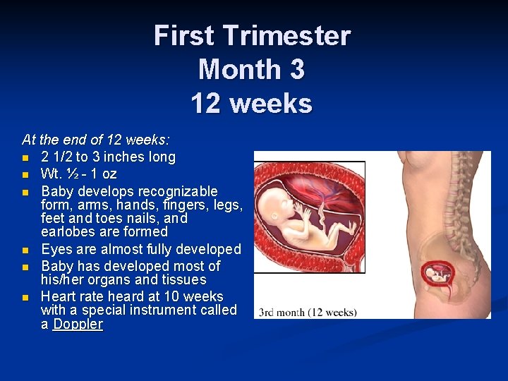 First Trimester Month 3 12 weeks At the end of 12 weeks: n 2