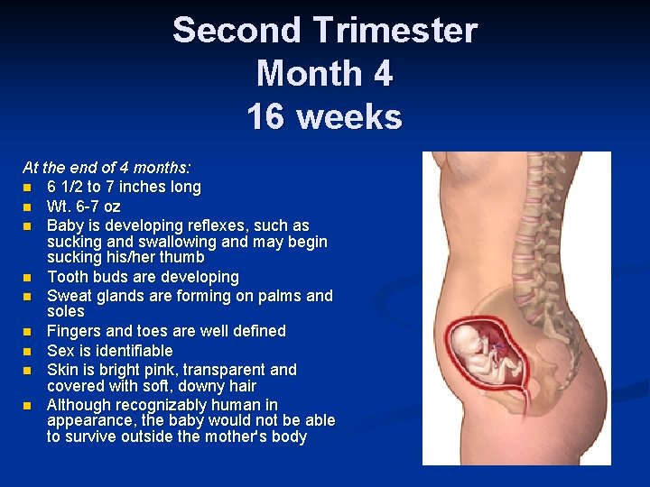 Second Trimester Month 4 16 weeks At the end of 4 months: n 6