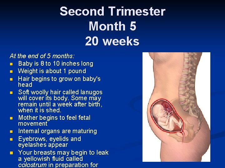 Second Trimester Month 5 20 weeks At the end of 5 months: n Baby