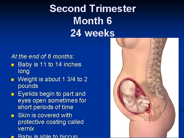 Second Trimester Month 6 24 weeks At the end of 6 months: n Baby