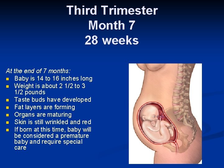 Third Trimester Month 7 28 weeks At the end of 7 months: n Baby