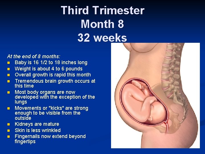 Third Trimester Month 8 32 weeks At the end of 8 months: n Baby