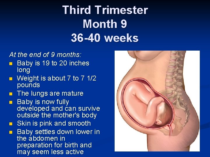 Third Trimester Month 9 36 -40 weeks At the end of 9 months: n