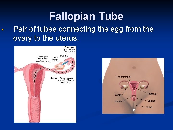 Fallopian Tube • Pair of tubes connecting the egg from the ovary to the