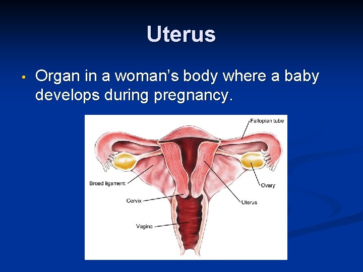 Uterus • Organ in a woman’s body where a baby develops during pregnancy. 