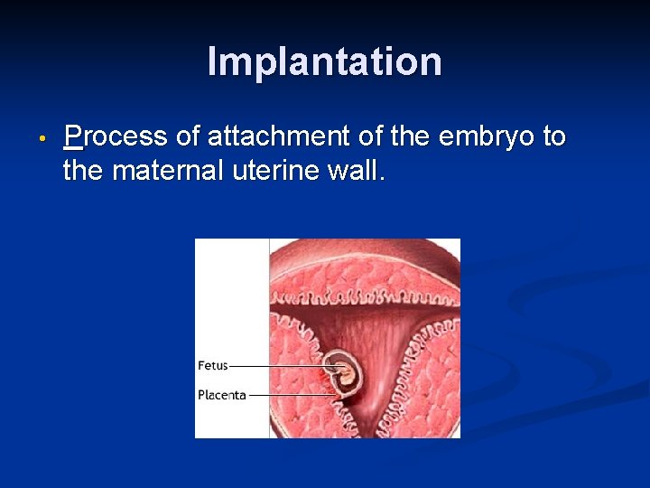 Implantation • Process of attachment of the embryo to the maternal uterine wall. 