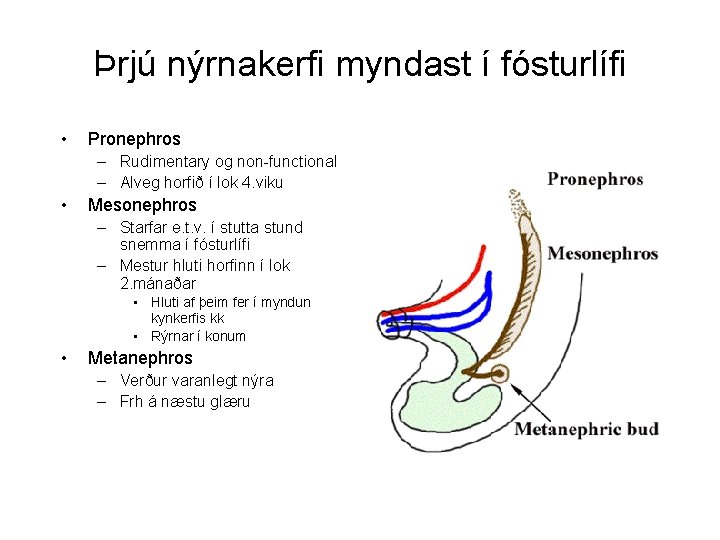 Þrjú nýrnakerfi myndast í fósturlífi • Pronephros – Rudimentary og non-functional – Alveg horfið