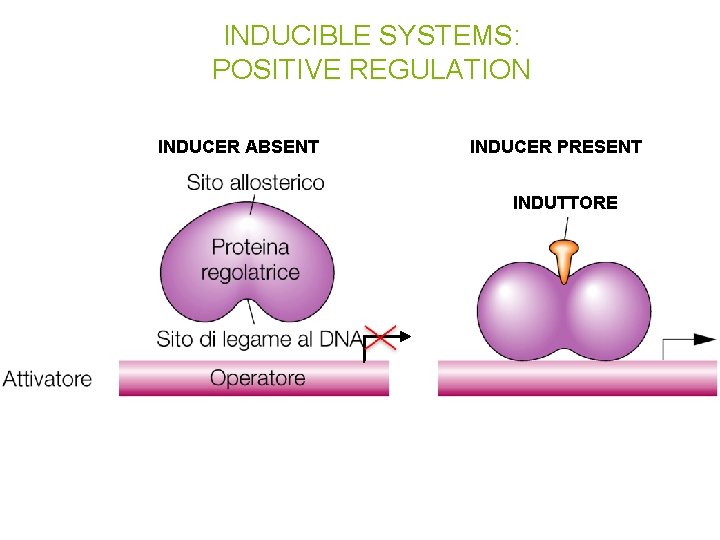INDUCIBLE SYSTEMS: POSITIVE REGULATION INDUCER ABSENT INDUCER PRESENT INDUTTORE 