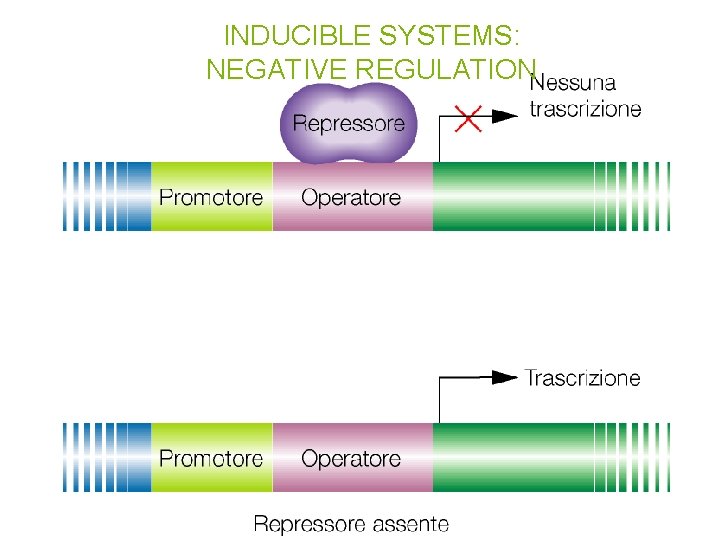 INDUCIBLE SYSTEMS: NEGATIVE REGULATION 