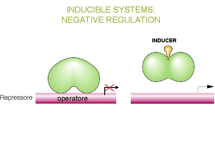 INDUCIBLE SYSTEMS: NEGATIVE REGULATION INDUCER operatore 