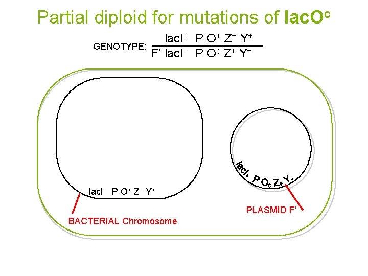 Partial diploid for mutations of lac. Oc GENOTYPE: lac. I+ P O+ Z− Y+