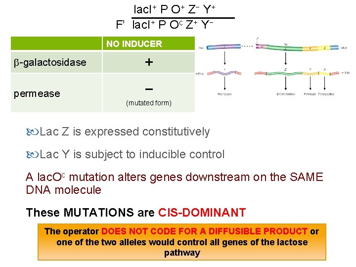 lac. I+ P O+ Z− Y+ F’ lac. I+ P Oc Z+ Y− NO