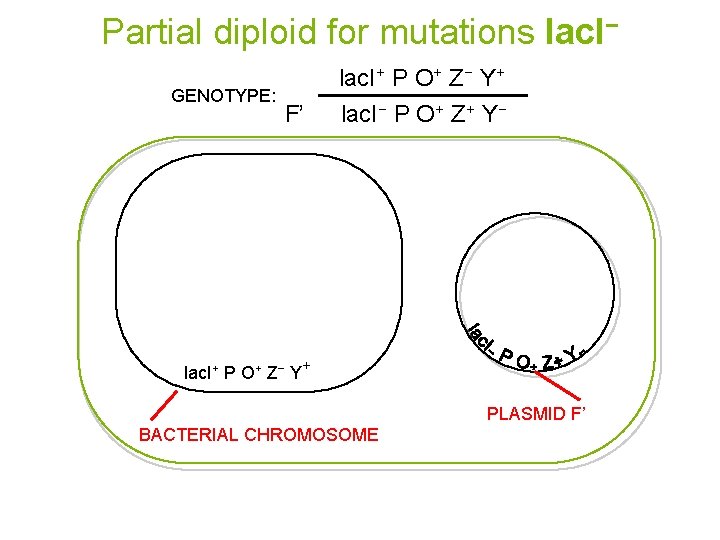 Partial diploid for mutations lac. I− GENOTYPE: lac. I+ P O+ Z− Y+ F’