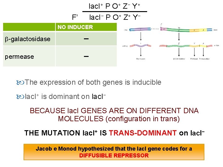 lac. I+ P O+ Z− Y+ F’ lac. I− P O+ Z+ Y− NO