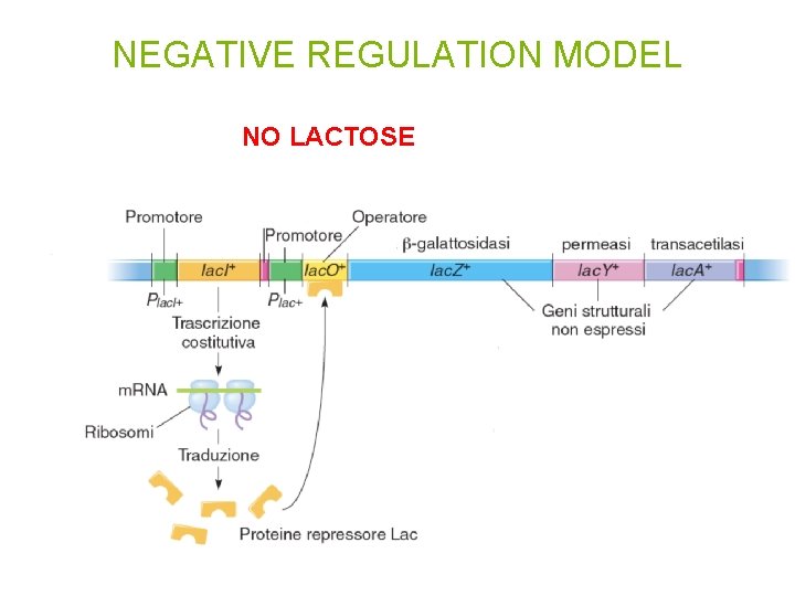 NEGATIVE REGULATION MODEL NO LACTOSE 