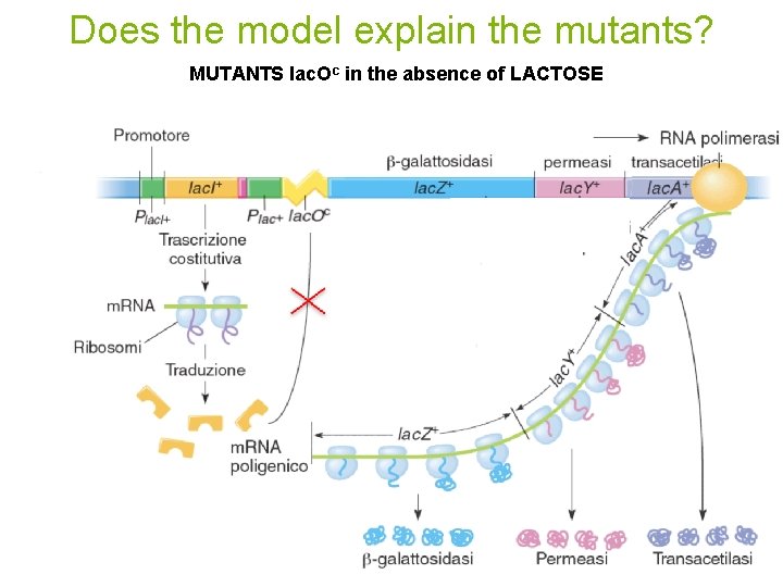 Does the model explain the mutants? MUTANTS lac. Oc in the absence of LACTOSE