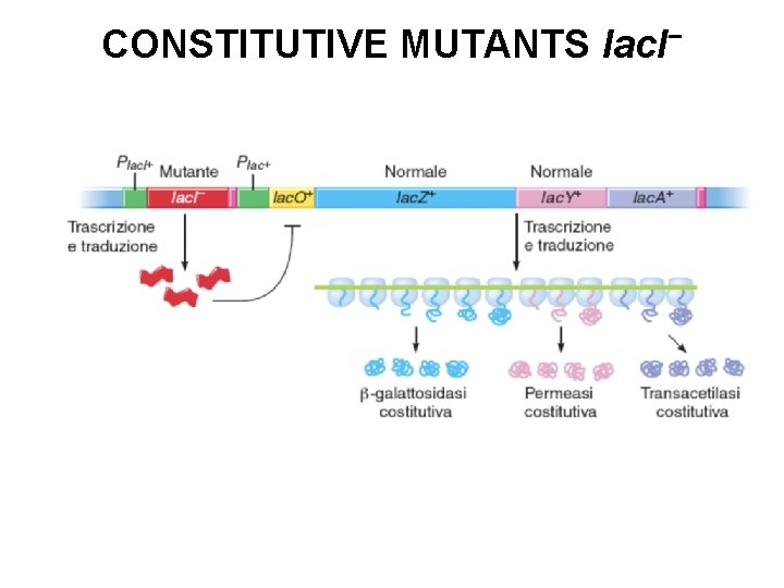 CONSTITUTIVE MUTANTS lac. I− 