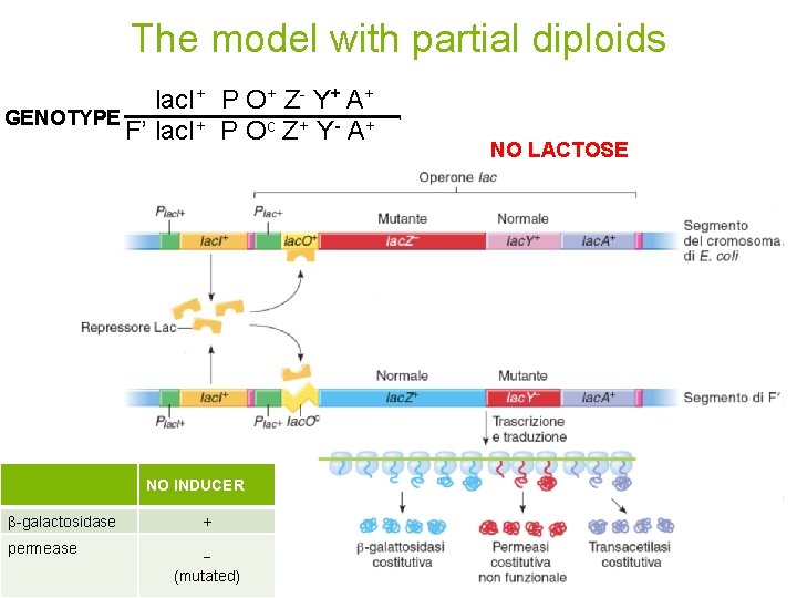 The model with partial diploids lac. I+ P O+ Z- Y+ A+ GENOTYPE F’
