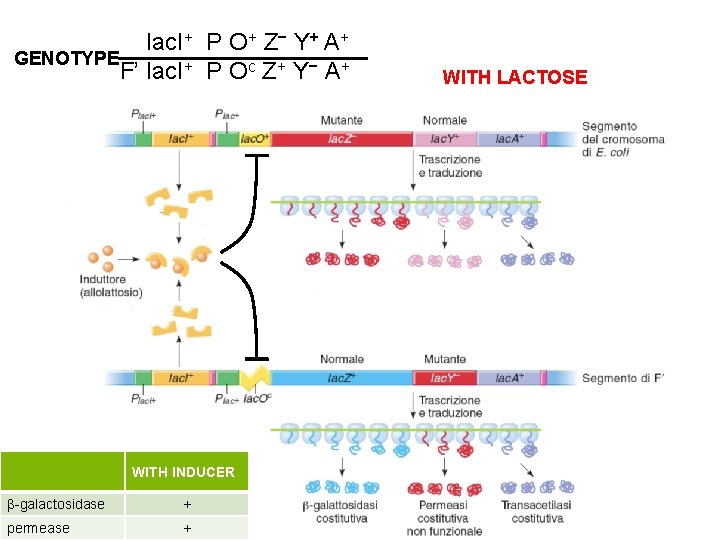lac. I+ P O+ Z− Y+ A+ GENOTYPE F’ lac. I+ P Oc Z+