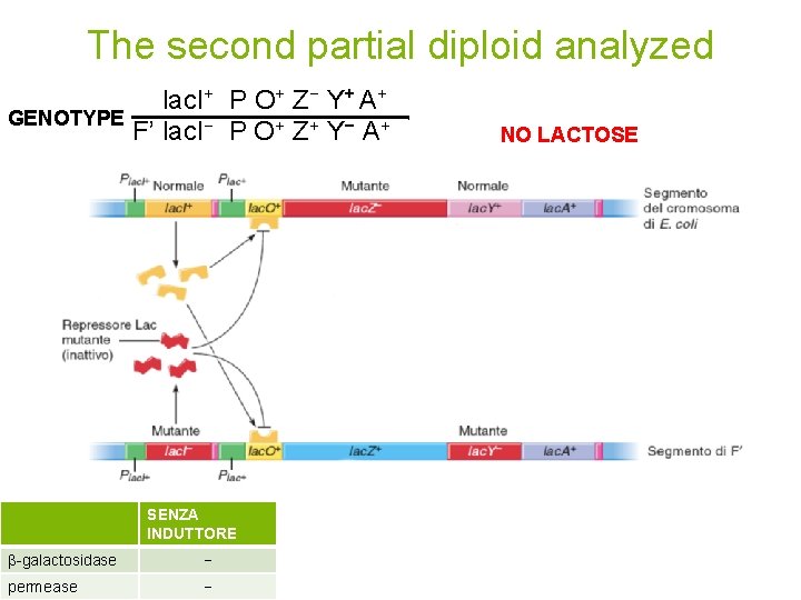 The second partial diploid analyzed GENOTYPE lac. I+ P O+ Z− Y+ A+ F’