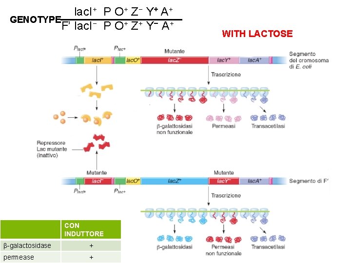 lac. I+ P O+ Z− Y+ A+ GENOTYPE F’ lac. I− P O+ Z+