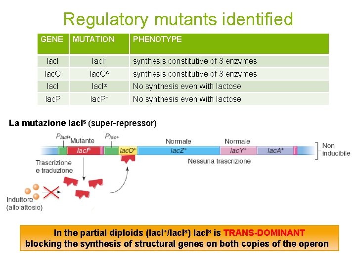 Regulatory mutants identified GENE MUTATION PHENOTYPE lac. I- synthesis constitutive of 3 enzymes lac.