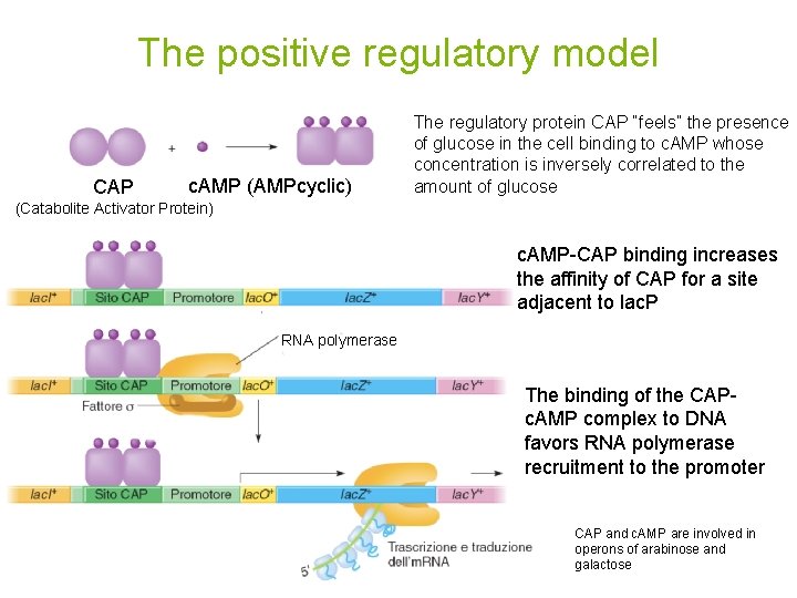 The positive regulatory model CAP c. AMP (AMPcyclic) The regulatory protein CAP “feels” the