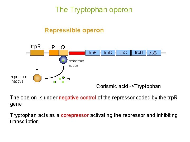 The Tryptophan operon Repressible operon trp. R P O trp. E trp. D trp.