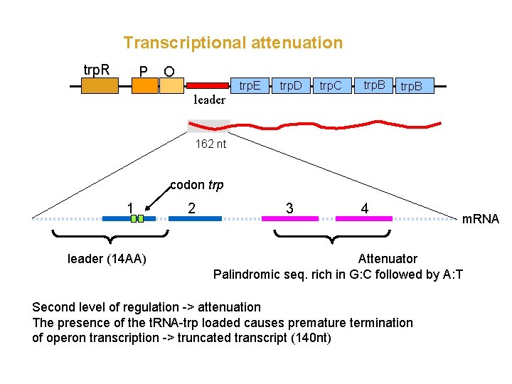 Transcriptional attenuation trp. R P O leader trp. E trp. D trp. C trp.