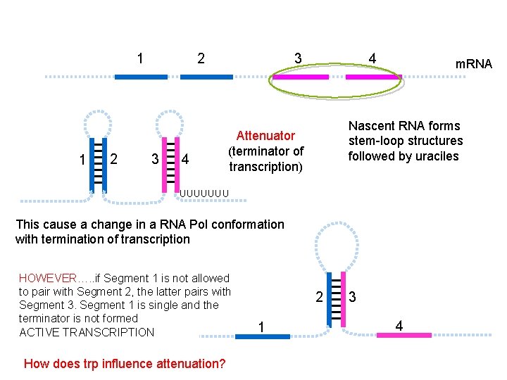 1 1 2 2 3 4 m. RNA Nascent RNA forms stem-loop structures followed