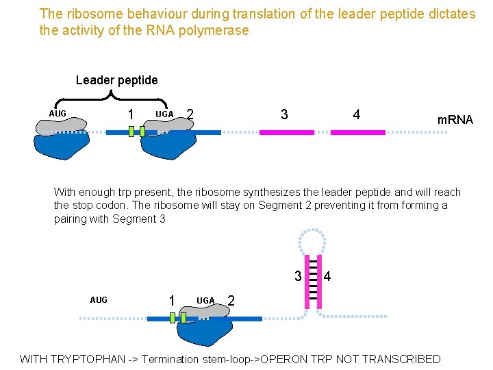 The ribosome behaviour during translation of the leader peptide dictates the activity of the