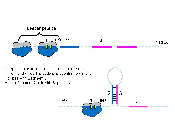 Leader peptide AUG 1 UGA 2 3 4 m. RNA If tryptophan is insufficient,
